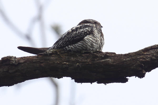 Common Nighthawk