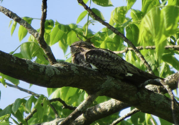 Common Nighthawk