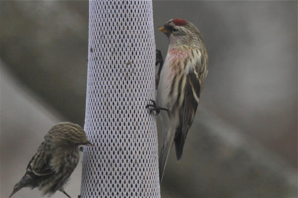 Common Redpoll
