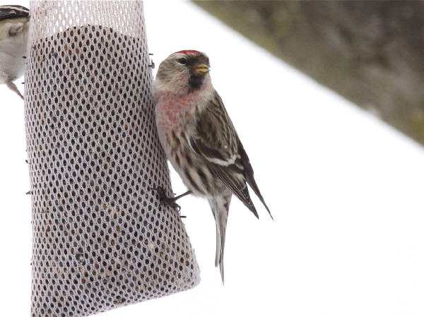 Common Redpoll