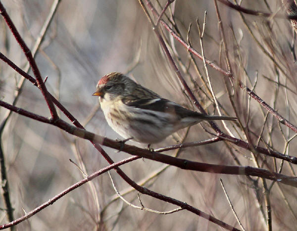 Common Redpoll