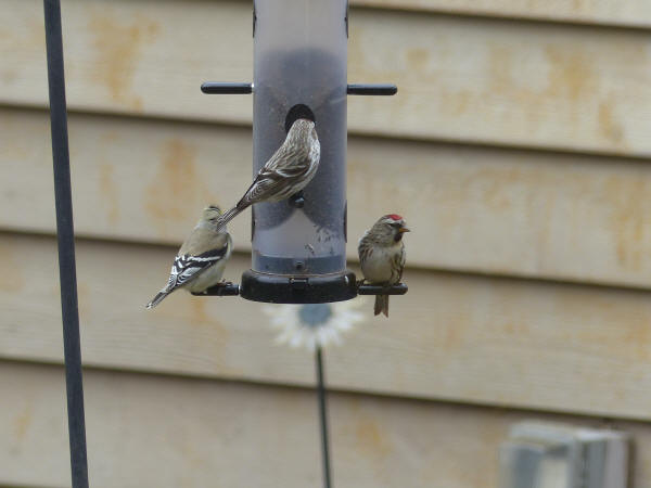 Common Redpolls