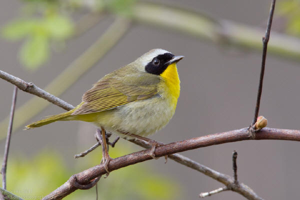Common Yellowthroat