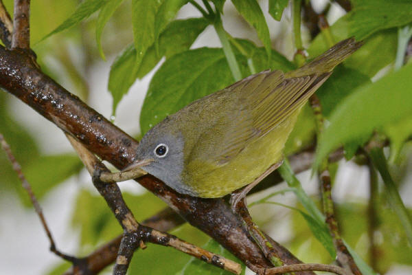 Connecticut Warbler