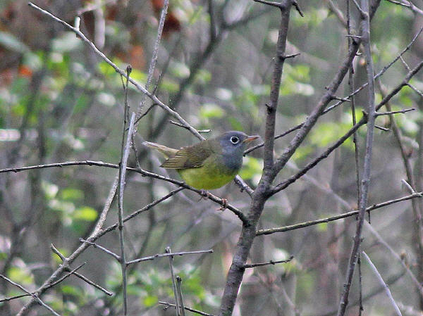 Connecticut Warbler