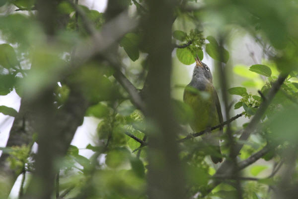 Connecticut Warbler