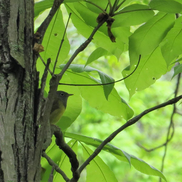 Connecticut Warbler