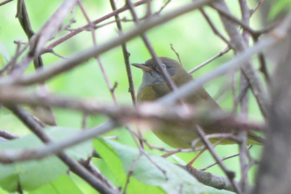 Connecticut Warbler