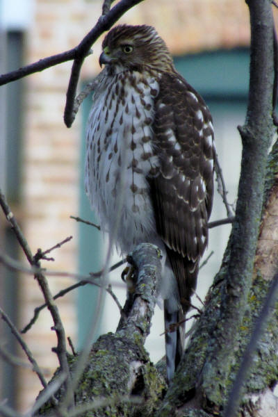 Immature Cooper's Hawk