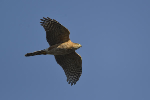 Cooper's Hawk