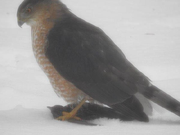 Cooper's Hawk