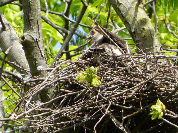 Cooper's Hawk