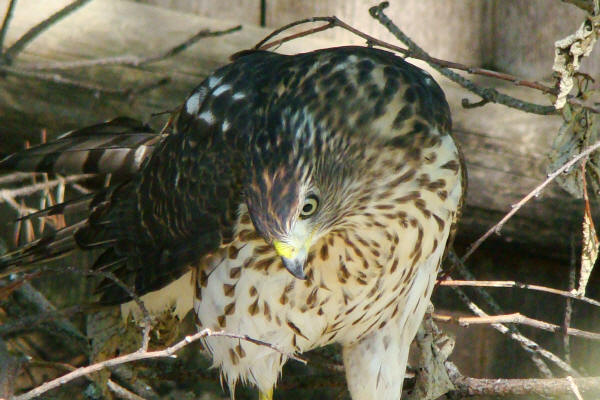 Cooper's Hawk