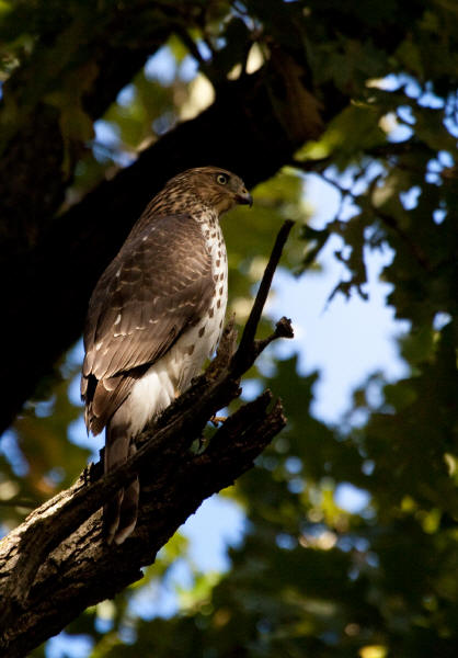 Cooper's Hawk