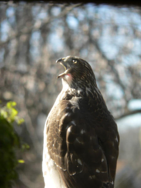 Cooper's Hawk