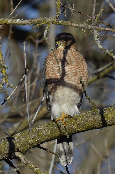 Cooper's Hawk