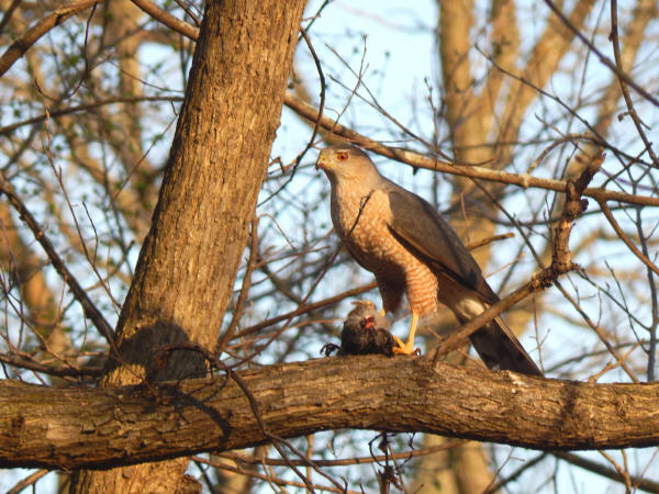 Cooper's Hawk