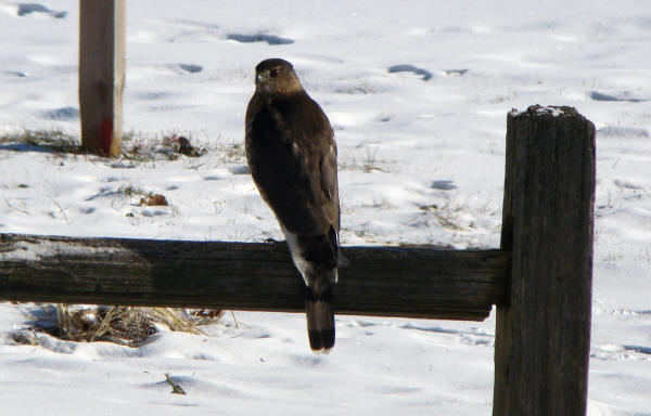 Cooper's Hawk