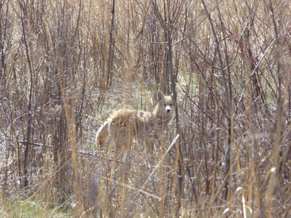 Coyote