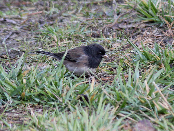 Dark-eyed Junco (Oregon)