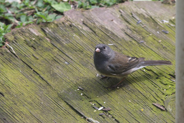 Dark-eyed Junco