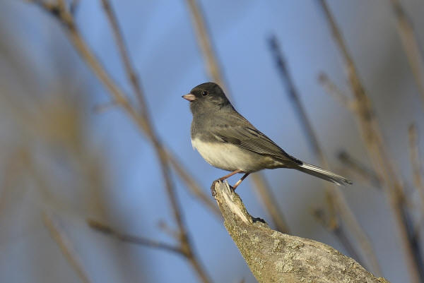 Dark-eyed Junco