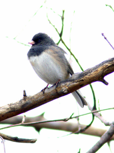 Dark-eyed ("Oregon") Junco
