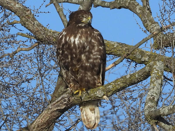 Dark-morph Red-tail Hawk