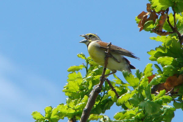Dickcissel