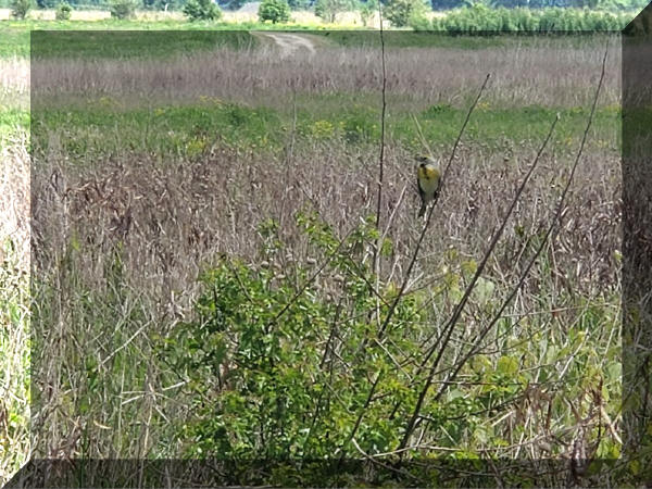 Dickcissel