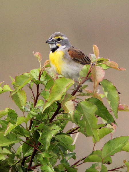 Dickcissel