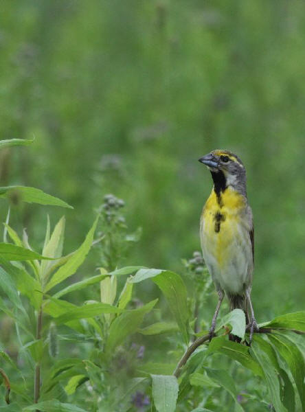Dickcissel