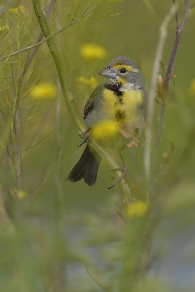Dickcissel