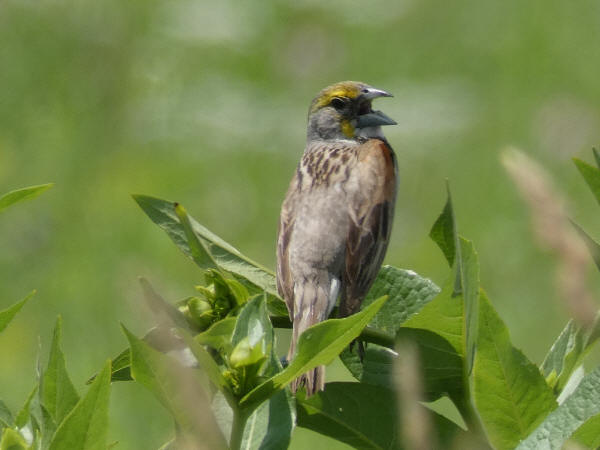 Dickcissel