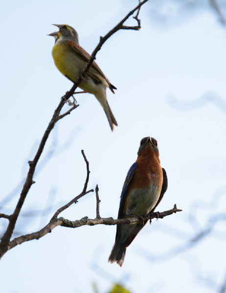 Dickcissel and Eastern Bluebird