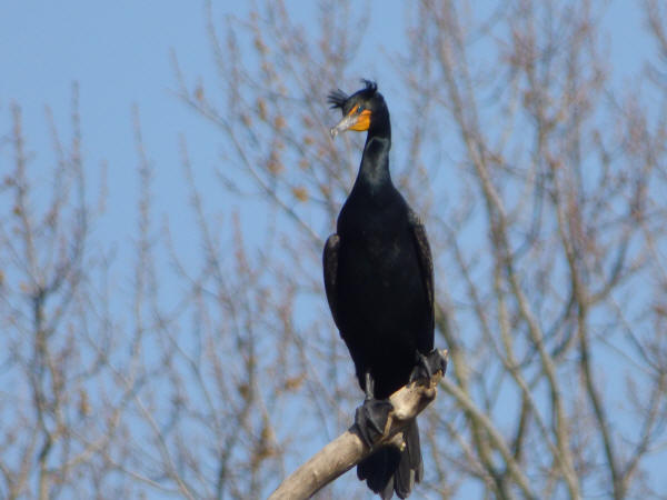 Double-crested Cormorant