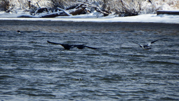 Double-crested Cormorants