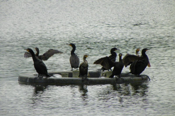 Double-crested Cormorants