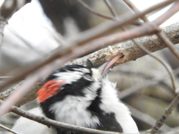 Downy Woodpecker
