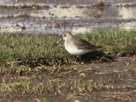 Dunlin