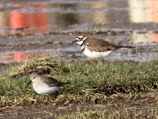 Dunlin with Killdeer