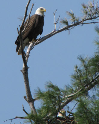 Blad Eagles