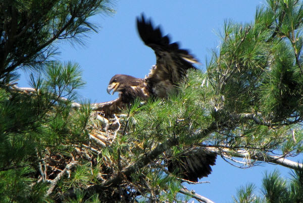 Mooseheart eaglet