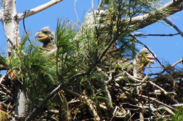 Mooseheart Eaglets