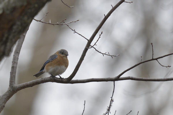 Eastern Bluebird