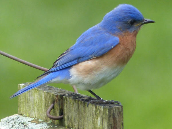 Eastern Bluebird