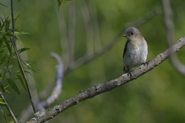 Eastern Bluebird