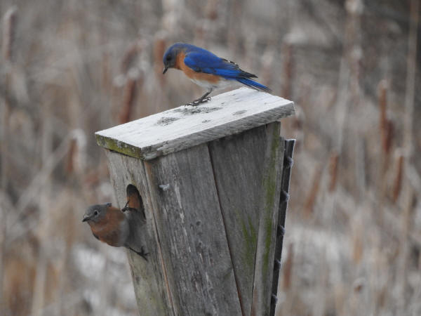 Eastern Bluebirds