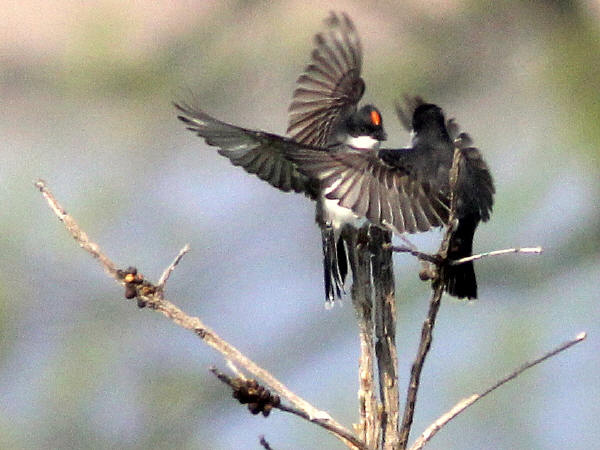 Eastern Kingbirds do battle