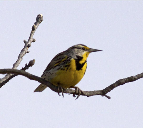 Eastern Meadowlark